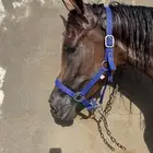 فرس مع والده البيع على سوم