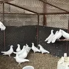 حمام فرنسي لاحم حجم كبير جدا .