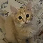 قطط للتبني بدون مقابل