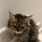 قطط للتبني