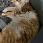 قطوه ضايعه بالفناتير