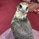 طير للبيع حر