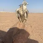 طير حر للبيع