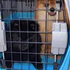 للبيع كلب بومرينيوم بيور تيك اب