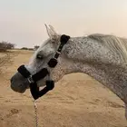 الي يدور حصان للبيع باقي علومه واتس