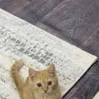 قط للتبني