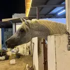 حصان شعبي شيخ