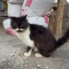 قط ضايع في الشارع له كم اسبوع برا واضح حق بيت للتبني