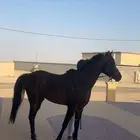 حصان شعبي محقق مراكز