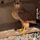 طير شبوط للبيع