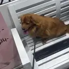 كلب قولدن شيواوا