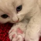 قطه