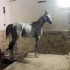 حصان شعبي للبيع خيل
