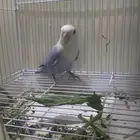 ببغاء روز للبيع على السوم