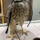 طير شبوط مدرب