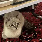تبني مؤقت