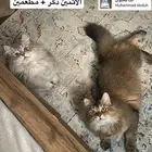 القطيف