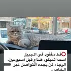 قط مفقود في الجبيل