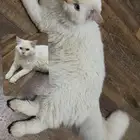 قطط