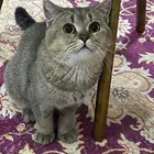 قطط