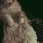 قط للتبني معها كرت التطعيم