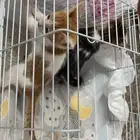 قطتين للبيع