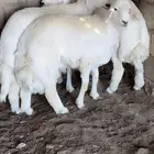 خرفان العدد 3 للمناسبات والمبادي