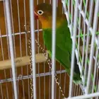 دره عمره سنه وفيشر للبيع على السوم مستعجل