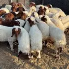 بهم نعيم ربط مراح واحد