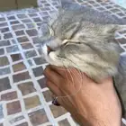 قطة سليمة ما فيها ولا شي