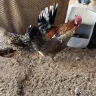 دجاج عربي ماكنتوش دم صافي سلاله نقيه