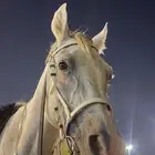 حصان سليم شرط التواصل واتس