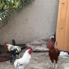 دجاج وديوك بلدي حضان