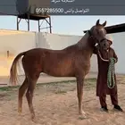 خيل واهو