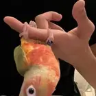 كنيور انناس اليف وهدد