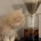 قط سكوتش هملايا