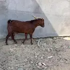 تيس للبيع الحد 3000