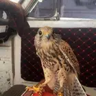 شبوط شبه صقر للبيع