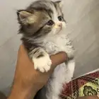 قطه