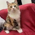 عندي قطوتين تبني