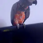 لبيع طير كاسكو