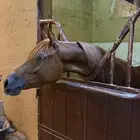 فرس شعبيه شيخه