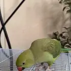 ببغاء الدرة الهندي