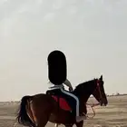 حصان السنة ذي دخل خمس سنين وطولة سبع بلكات