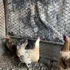 دجاج بلدي