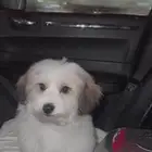 كلب اليف ومحب للعب وفروة ناعمه عمره 3اشهر