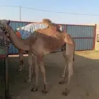 للبيع قعود سلاله فل