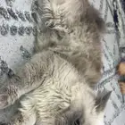 قط لتبني