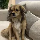 كلب نادر فصيله هيمالايا  للبيع