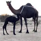 خلفه مجهم حليب وهداوه شرط